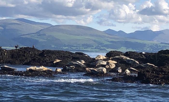 Seals at rest!
